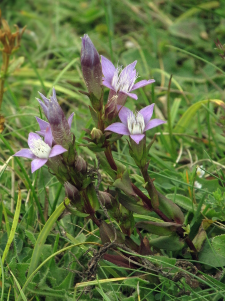 Chiltern gentian / Gentianella germanica: _Gentianella germanica_ is restricted to the Chiltern Hills and a few sites further south-west.