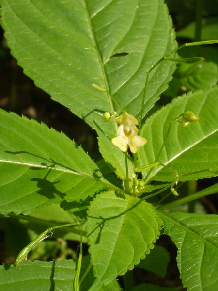 small balsam / Impatiens parviflora: _Impatiens parviflora_ has become established in woodlands across Great Britain and a couple of sites in Ireland