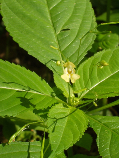 small balsam / Impatiens parviflora