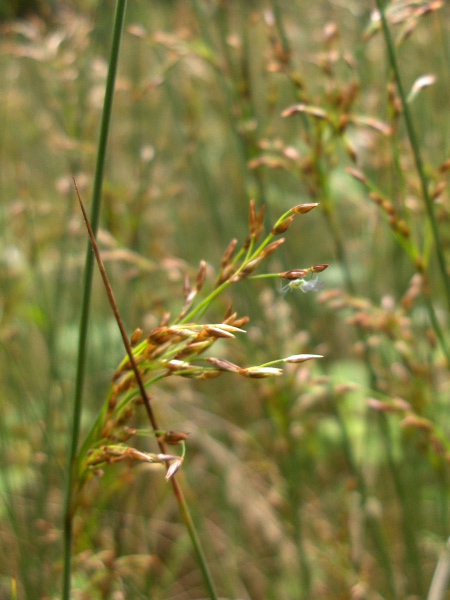 hard rush / Juncus inflexus: The inflorescences of _Juncus inflexus_ are typically much looser than those of _Juncus conflomeratus_ and _Juncus effusus_.