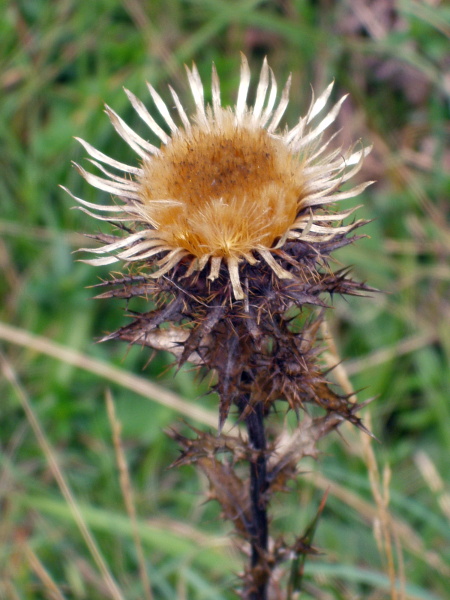 carline thistle / Carlina vulgaris: The achenes of _Carlina vulgaris_ have a yellowish feathery pappus.