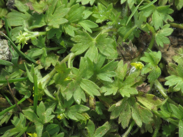 small-flowered buttercup / Ranunculus parviflorus: With its matt, yellowish, softly hairy, palmately lobed leaves, _Ranunculus parviflorus_ can resemble a small _Alchemilla_.