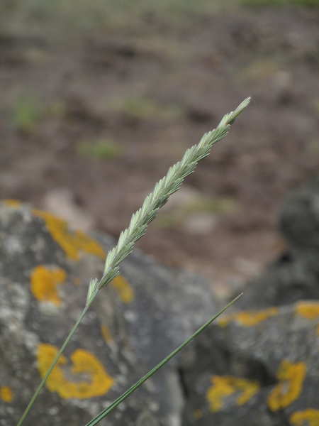 sea couch / Elymus athericus: Inflorescence