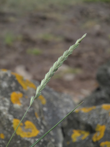 sea couch / Elymus athericus