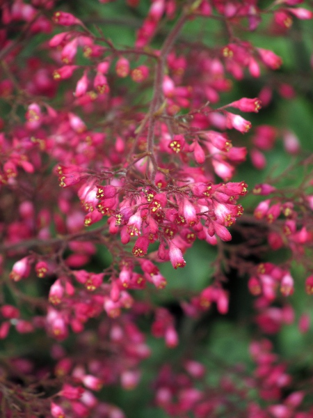 coralbells / Heuchera sanguinea: The flowers of _Heuchera sanguinea_ have 5 red, undivided petals, 5 red sepals and 5 stamens.