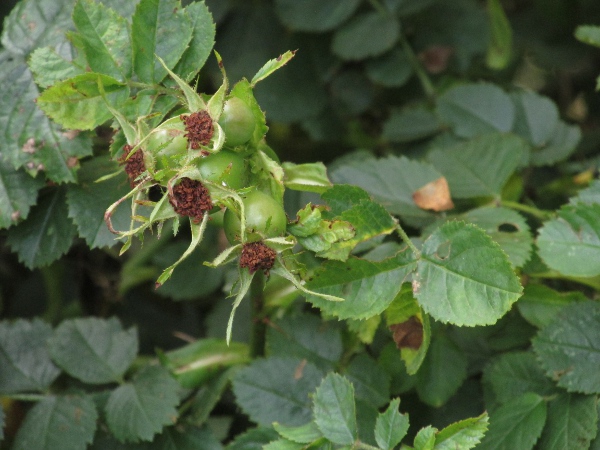 sweet briar / Rosa rubiginosa: _Rosa rubiginosa_ is a fairly common shrub of calcareous grasslands and scrubland.