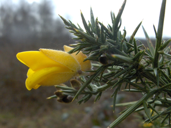 gorse / Ulex europaeus: The flowers of _Ulex europaeus_ release a pleasant coconut aroma on sunny days; the bracteoles at the base of the flower are broader than in our other _Ulex_ species.