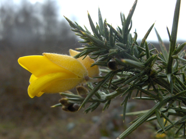 gorse / Ulex europaeus