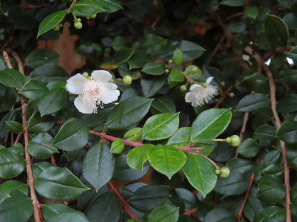 Chilean myrtle / Luma apiculata: The flowers of _Luma apiculata_ have four white petals and hundreds of stamens, and produce an edible, blackish-purple berry.