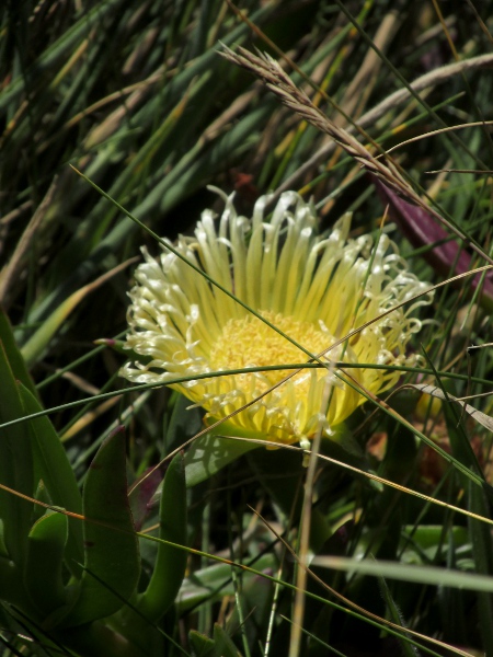 Hottentot fig / Carpobrotus edulis: The flowers of _Carpobrotus edulis_ are generally yellow.