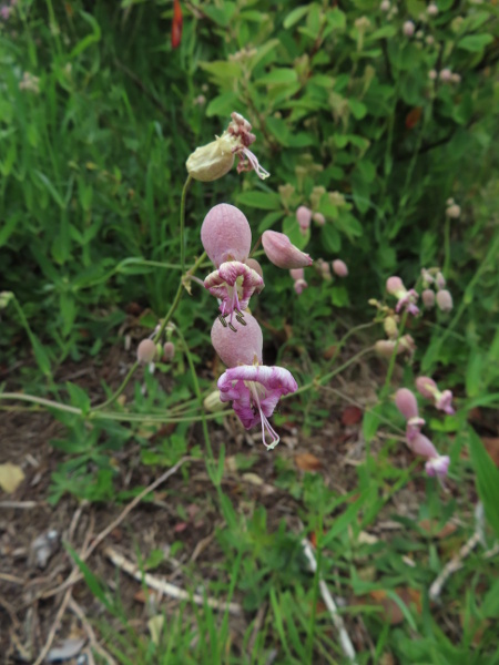 bladder campion / Silene vulgaris: _Silene vulgaris_ subsp. _macrocarpa_ differs from the native subspecies in having rhizomes, and in the pinkish or greenish hue to the petals; it is established on Plymouth Hoe (VC3) and occasionally escapes elsewhere.