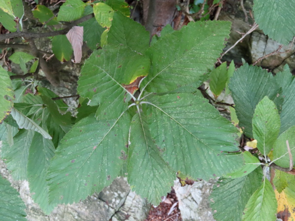 French hales / Sorbus subg. Tormaria: _Sorbus croceocarpa_ is a non-native species that has the least divided leaves in the group.