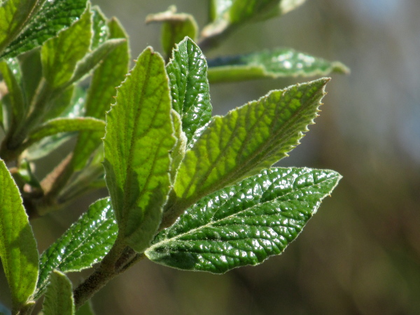 hybrid wayfaring tree / Viburnum × rhytidophylloides