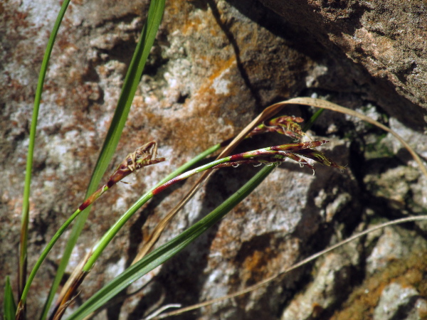 fingered sedge / Carex digitata: The male spike is at the apex, and the female flowers, with 3 stigmas each, are in the lower spikes.