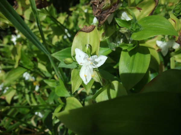 wandering jew / Tradescantia fluminensis