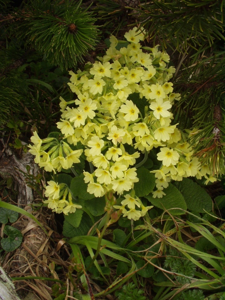 oxlip / Primula elatior: _Primula elatior_ is native to southern East Anglia and a small area near Berkhamsted in the Chilterns.