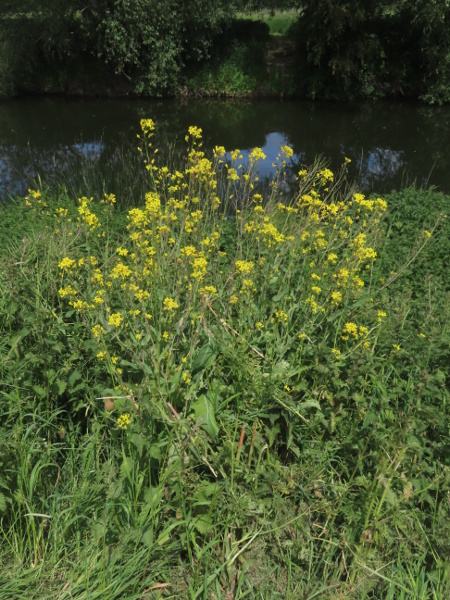 turnip / Brassica rapa: _Brassica rapa_ subsp. _campestris_ grows wild on the banks of rivers and canals; other subspecies are cultivated as vegetables or for oil.