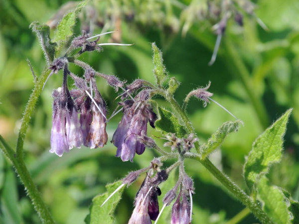 Russian comfrey / Symphytum × uplandicum: The calyx of _Symphytum_ × _uplandicum_ is highly divided, in contrast to species like _Symphytum caucasicum_.