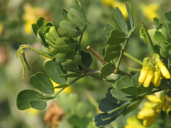 shrubby scorpion-vetch / Coronilla valentina: Leaves, with flowers (right) and immature fruit (left)