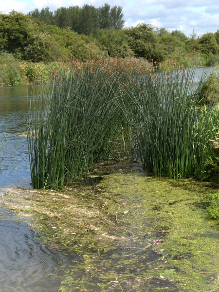 common club-rush / Schoenoplectus lacustris: _Schoenoplectus lacustris_ is a tall, glaucous herb of fresh water across the British Isles.