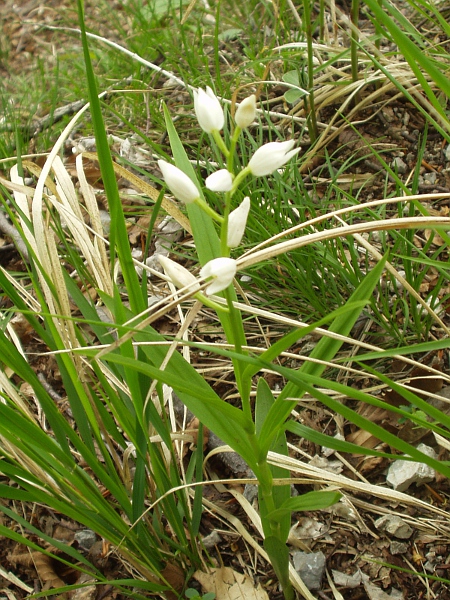 narrow-leaved helleborine / Cephalanthera longifolia: Habitus
