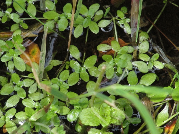 common water-starwort / Callitriche stagnalis: Habitus