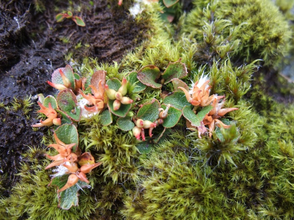 dwarf willow / Salix herbacea: In fruit