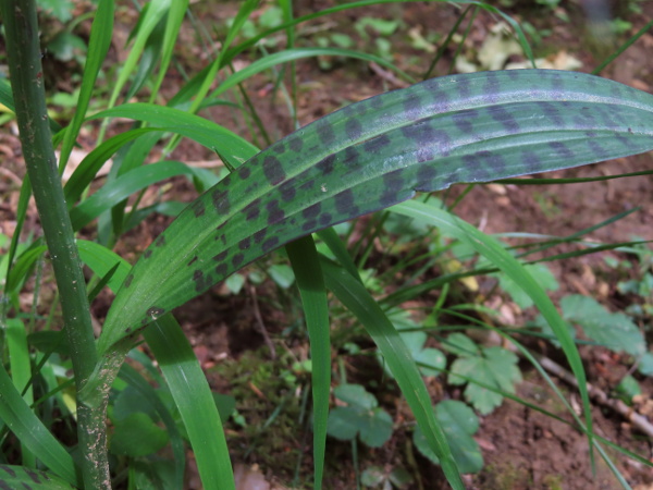 common spotted orchid / Dactylorhiza fuchsii: The leaves of _Dactylorhiza fuchsii_ are usually marked with solid dark spots, wider than they are long.