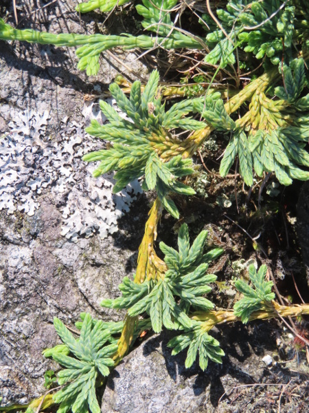 Alpine clubmoss / Diphasiastrum alpinum: _Diphasiastrum alpinum_ is a trailing clubmoss of exposed mountain rocks; its leaves are borne in alternating pairs, giving the appearance of 4 ranks of leaves along each stem.