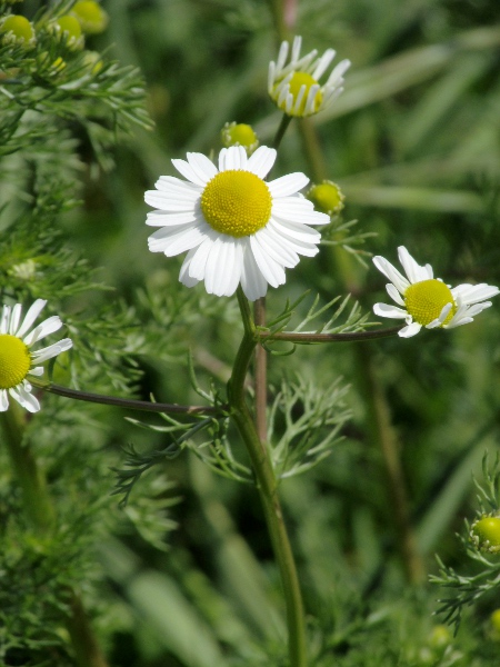 scented mayweed / Matricaria chamomilla: The phyllaries of _Matricaria chamomilla_ are edged in a much paler brown colour than those of _Tripleurospermum inodorum_.