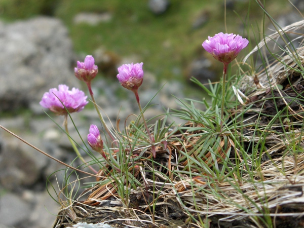 thrift / Armeria maritima: _Armeria maritima_ is a tough perennial plant found in rocky places and salt marshes throughout the British Isles.
