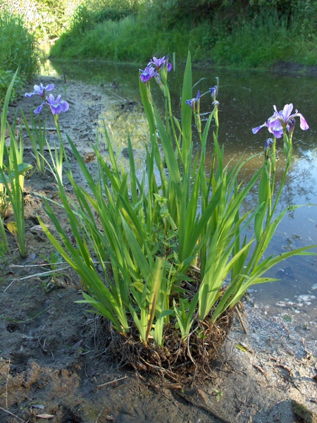 purple iris / Iris versicolor: _Iris versicolor_ is native to north-eastern North America but has become naturalised at sites scattered across Great Britain.