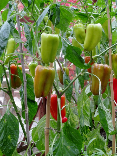 sweet pepper / Capsicum annuum: Fruiting plant in cultivation