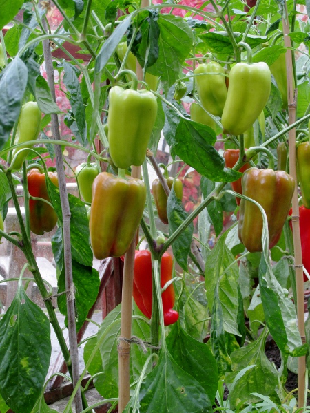 sweet pepper / Capsicum annuum