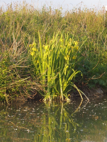 yellow iris / Iris pseudacorus: _Iris pseudacorus_ grows in and beside water across the British Isles.