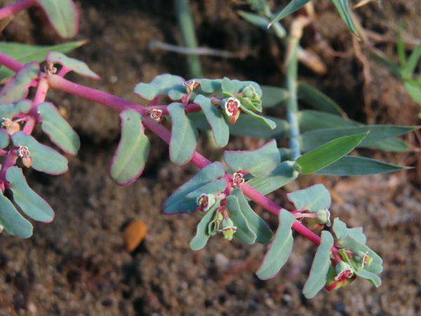 purple spurge / Euphorbia peplis: _Euphorbia peplis_ creeps along the ground, but differs from _E. maculata_ in having no hairs on its stems and capsules; it is similar to _E. peplus_ only in spelling.