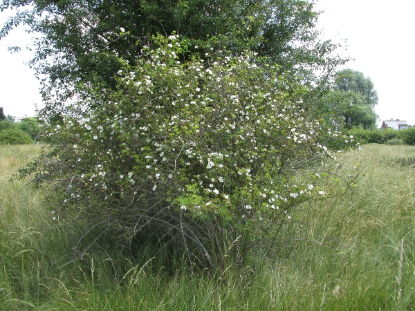 dog rose / Rosa canina: _Rosa canina_ is a very common shrub of open grassy or wooded areas.