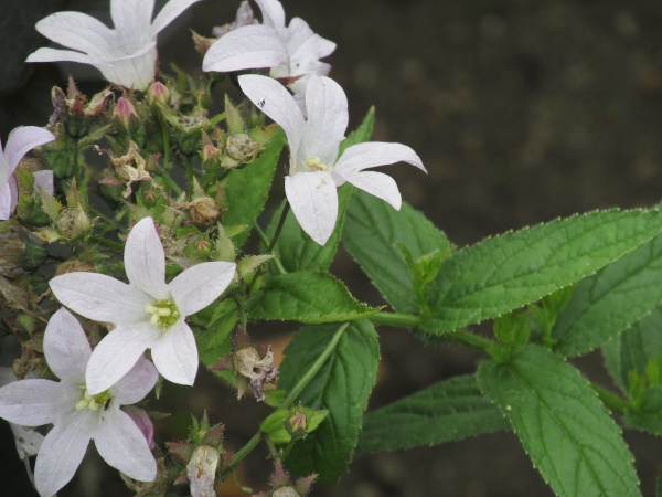 milky bellflower / Campanula lactiflora: The flowers of _Campanula lactiflora_ can be deep blue, but are more typically very pale.