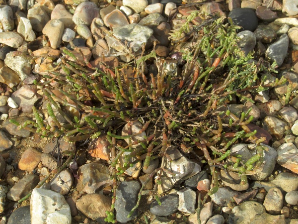 perennial glasswort / Sarcocornia perennis: _Sarcocornia perennis_ is our only perennial glasswort, with non-flowering shoots and long-lived woody rhizomes.