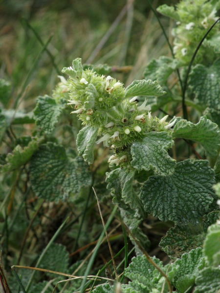 white horehound / Marrubium vulgare