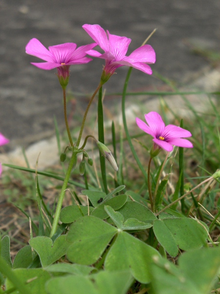 pink sorrel / Oxalis articulata: _Oxalis articulata_ is native to the south of Brazil, Uruguay, Paraguay and northern Argentina.