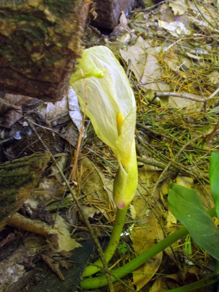 Italian lords-and-ladies / Arum italicum: In _Arum italicum_, the appendix of the spadix is yellow, rather than dark purple, and reaches noticeably less than half-way up the sheathing spathe.