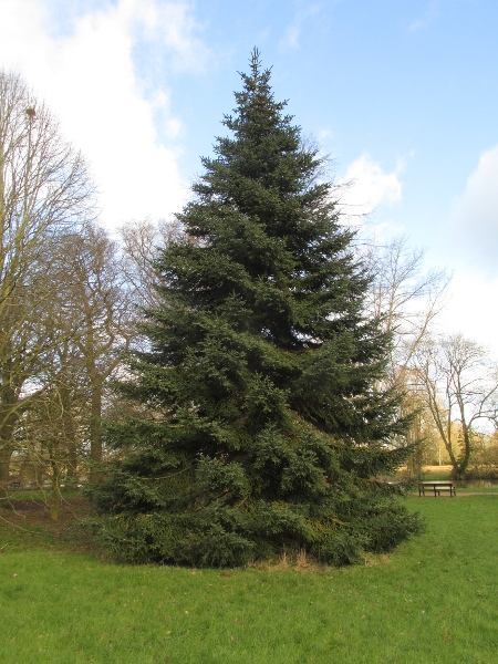 Greek fir / Abies cephalonica