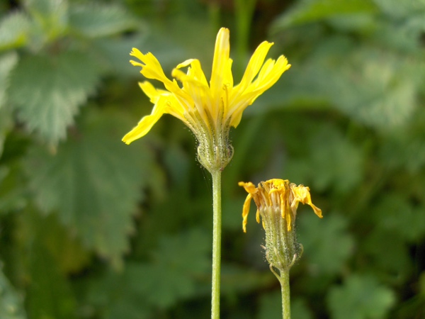 smooth hawk’s-beard / Crepis capillaris: Inflorescences