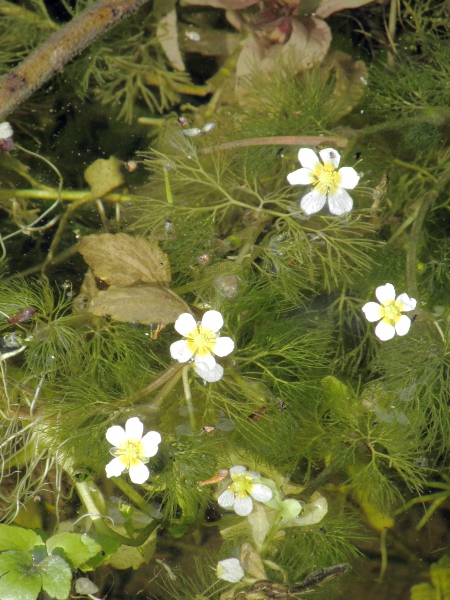 thread-leaved water-crowfoot / Ranunculus trichophyllus: _Ranunculus trichopyllus_ is a widespread water-crowfoots; it has only capillary leaves, and its flowers are small, with non-overlapping petals.