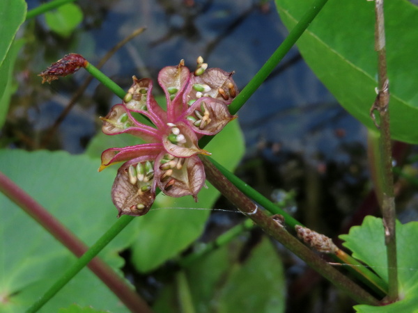 marsh marigold / Caltha palustris: Eventually, the follicles split to reveal the seeds within.