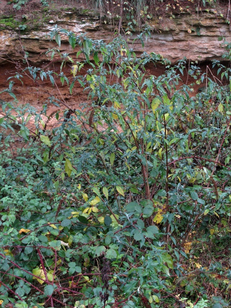 butterfly bush / Buddleja davidii: _Buddleja davidii_ is a vigorous weed native to China that has spread across the British Isles, especially along the railways.
