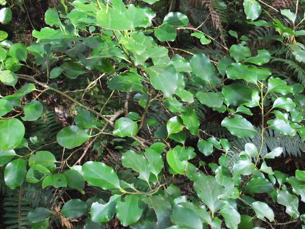 New Zealand broadleaf / Griselinia littoralis: _Griselinia littoralis_ is widely grown in southern and western Britain, especially as a hedge plant, but it is native to New Zealand.