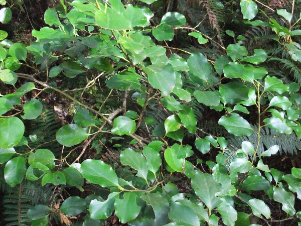 New Zealand broadleaf / Griselinia littoralis