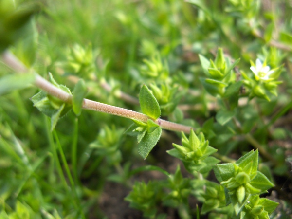 thyme-leaved sandwort / Arenaria serpyllifolia